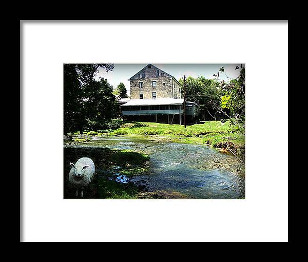 Animal Framed Print featuring the photograph The Curious Sheep by Stacie Siemsen