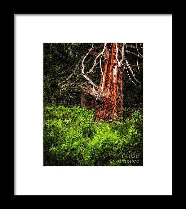 Yosemite Framed Print featuring the photograph The Old Tree by Anthony Michael Bonafede