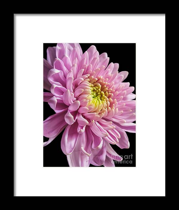 Pink Dahlia Framed Print featuring the photograph The One And Only Dahlia by Charlie Cliques