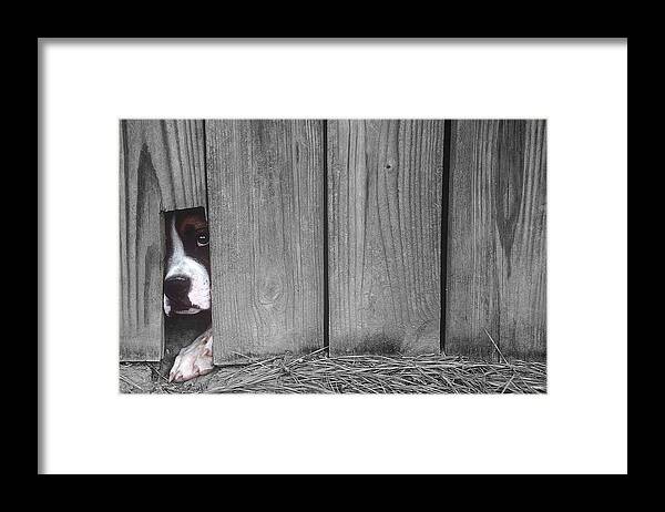 Escape Framed Print featuring the photograph Captive #1 by DArcy Evans