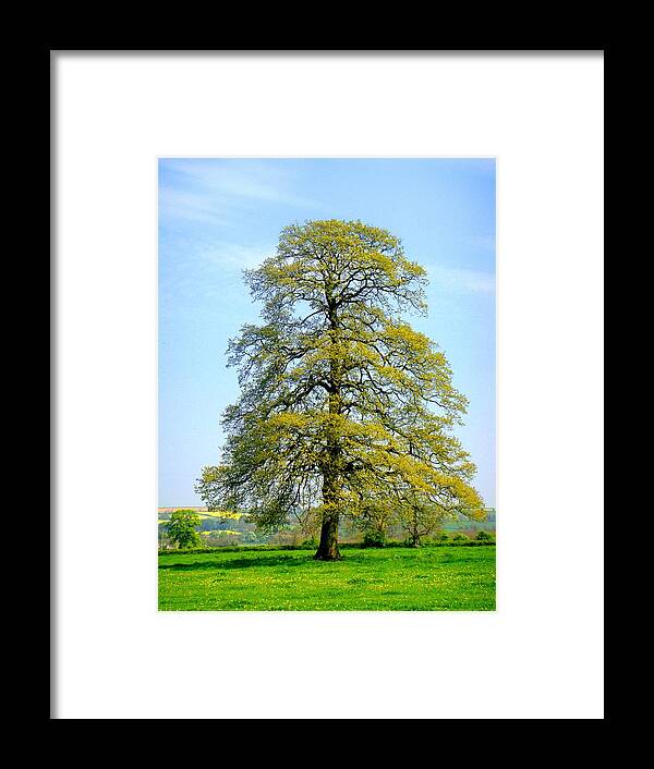 Tree Framed Print featuring the photograph The Other Tree by Roberto Alamino