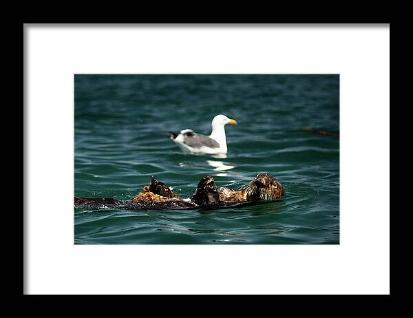 Nature Framed Print featuring the photograph The Otter and The Mooch 3 by Denise Dube