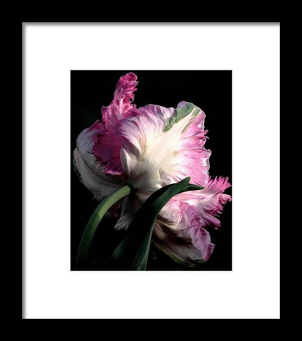 Pink Parrot Tulips Framed Print featuring the photograph The Parrot Tulip Queen Of Spring by Angela Davies