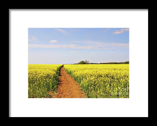 Canola Framed Print featuring the photograph The Path to Bosworth Field by John Edwards