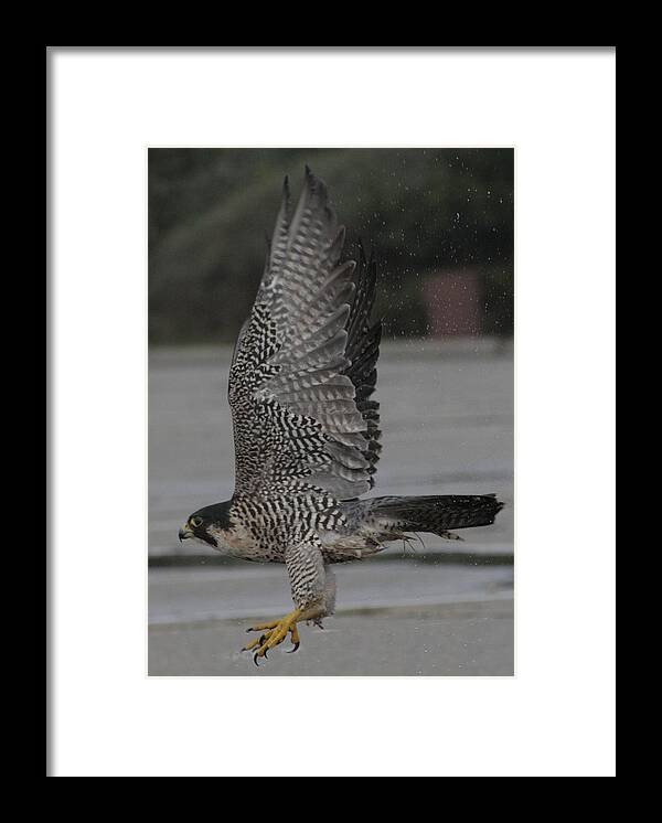 Peregrine Falcon Framed Print featuring the photograph The Peregrine Falcon by Christopher J Kirby