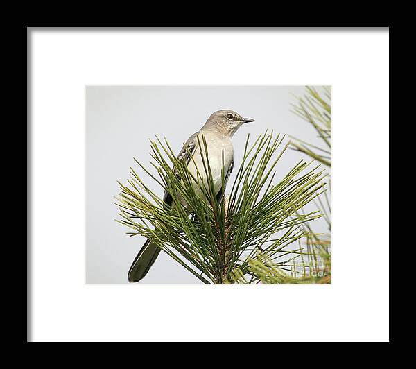 Christian Framed Print featuring the photograph The Perfect View by Anita Oakley