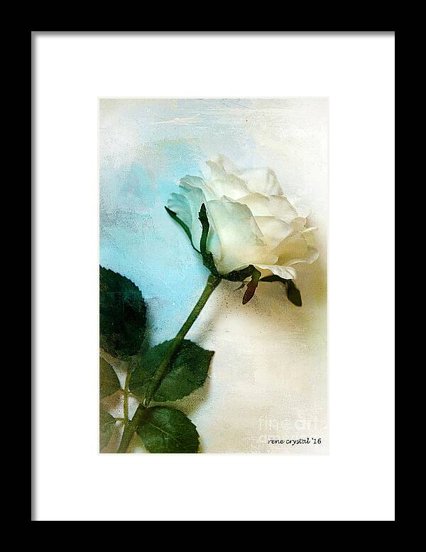 Roses Framed Print featuring the photograph The Petals Of A Soft White Rose by Rene Crystal
