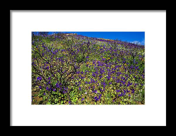 California Framed Print featuring the photograph The Phacelia Patch by Greg Clure