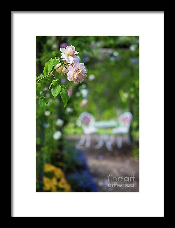 Pink Rose Framed Print featuring the photograph The pink rose by Sheila Smart Fine Art Photography