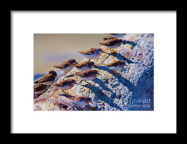 Birds Framed Print featuring the photograph The piper social gathering by Jeff Swan