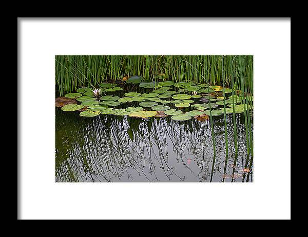 Poind Framed Print featuring the photograph The Pond by Rebecca Cozart