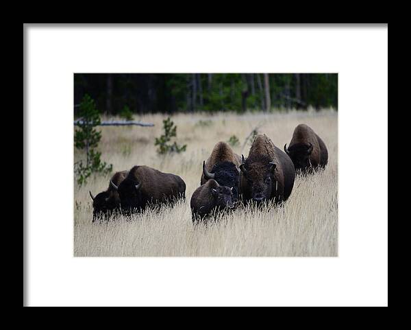 Bison- Yellowstone- Images Od Rae Ann M> Garrett- Framed Print featuring the photograph The prairie Guardians- by Rae Ann M Garrett