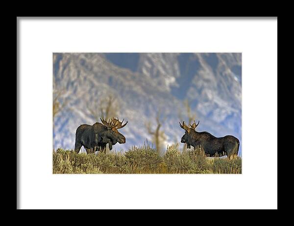 Bull Framed Print featuring the photograph The Pretenders by Gary Langley