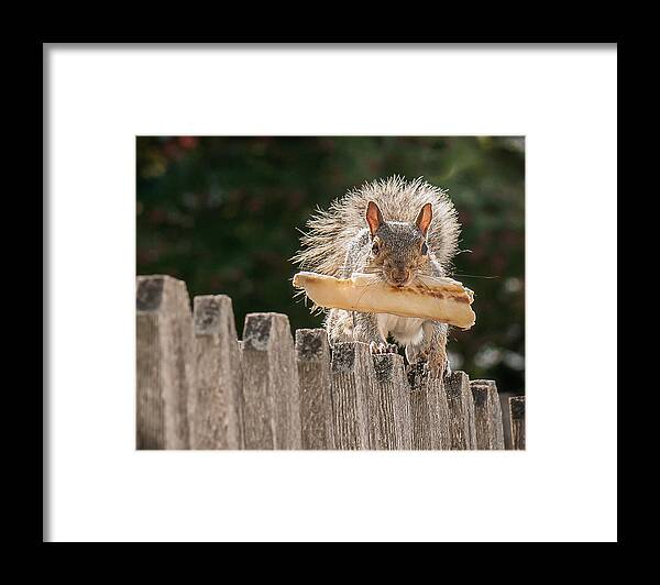 Nature Framed Print featuring the photograph The Prize by Len Romanick