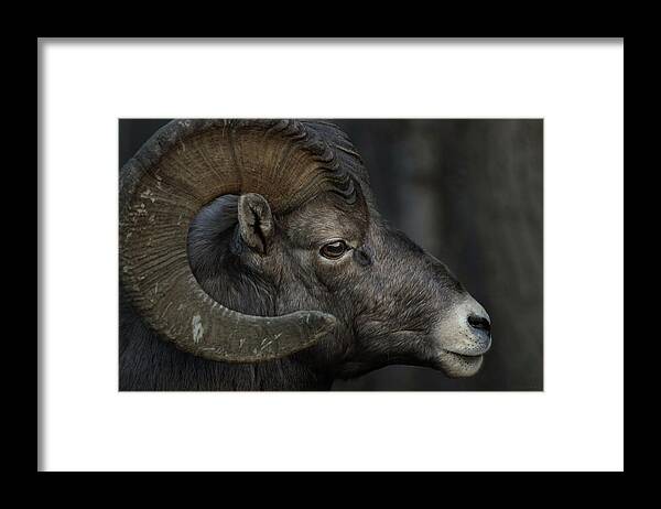 The Framed Print featuring the photograph The Profile by Brian Gustafson