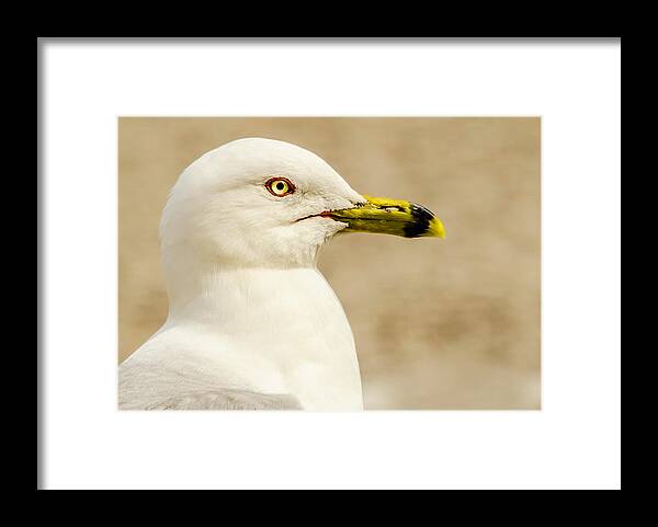 Great Lakes Gull Framed Print featuring the photograph The Proud Gull by John Roach