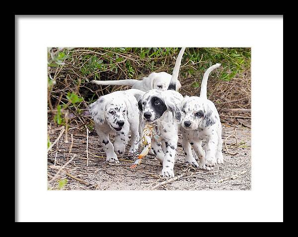 English Setter Framed Print featuring the photograph The Puppy's Prize by Scott Hansen
