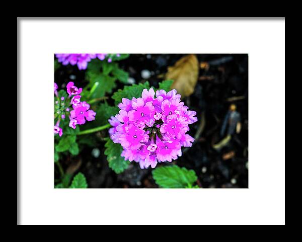 Purple Color Framed Print featuring the photograph The Purple Flower by Britten Adams