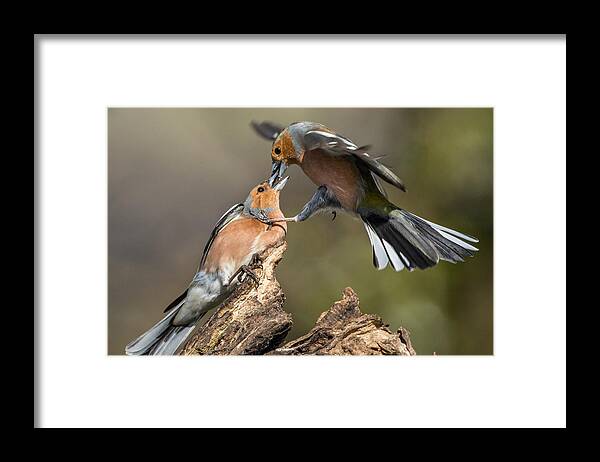 Birds Framed Print featuring the photograph The put down by Izzy Standbridge