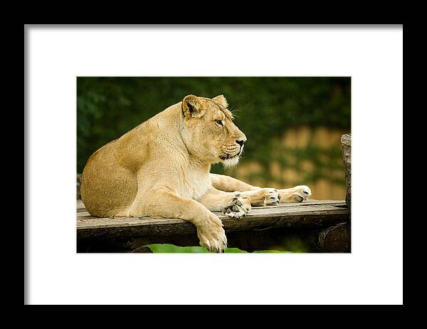 Lioness Framed Print featuring the photograph The Queen by Yuri Peress