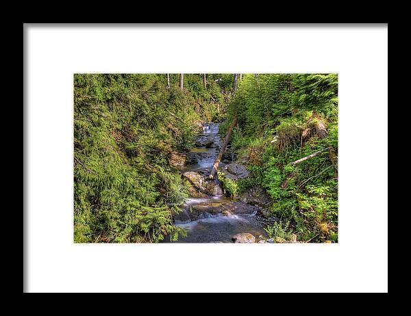 Grass Framed Print featuring the photograph The Quinault Stream 2 by Richard J Cassato