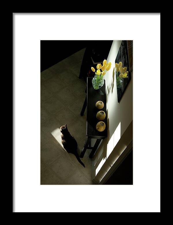 Cat Framed Print featuring the photograph The Reception Hall by JGracey Stinson