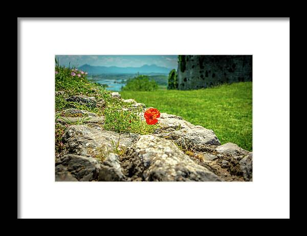 Flower Framed Print featuring the photograph The Red Flower by Andrew Matwijec