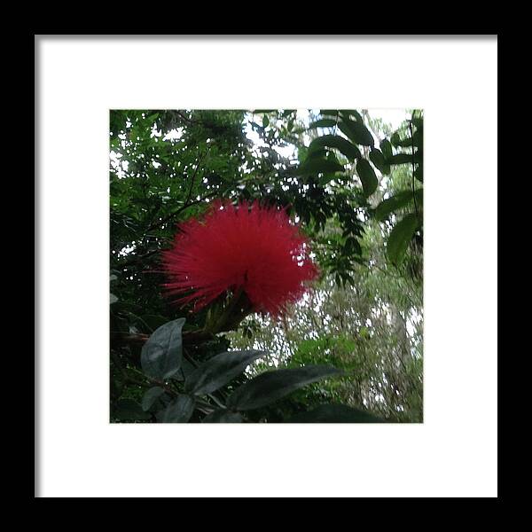 Red Framed Print featuring the photograph The Red Flower by Susan Grunin