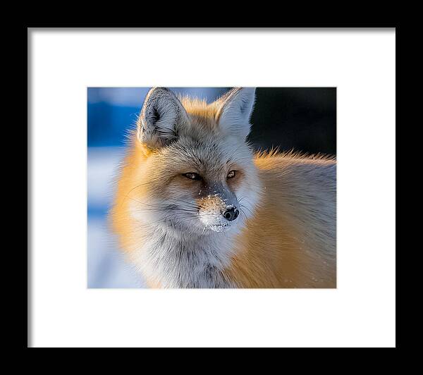 Red Fox Framed Print featuring the photograph The Red Fox Portrait In Snow by Yeates Photography