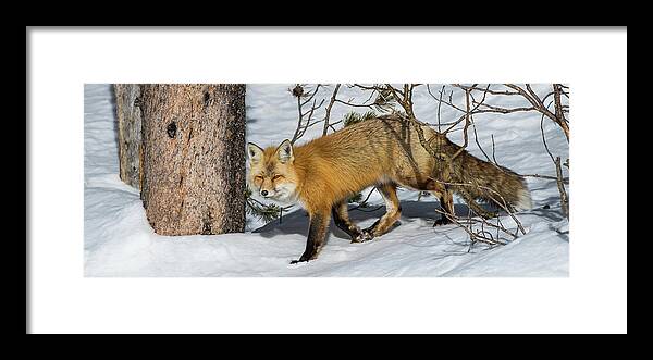 Red Fox Framed Print featuring the photograph The Red Fox by Yeates Photography