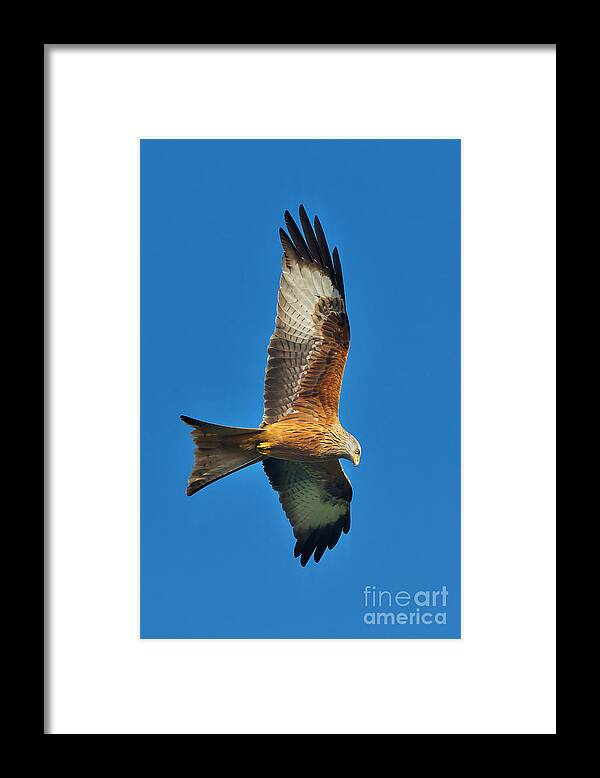 British Birds Framed Print featuring the photograph The Red Kite - Milvus Milvus by Martyn Arnold