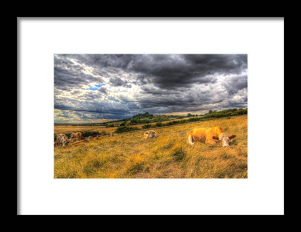 Cows Framed Print featuring the photograph The Resting Cows by David Pyatt