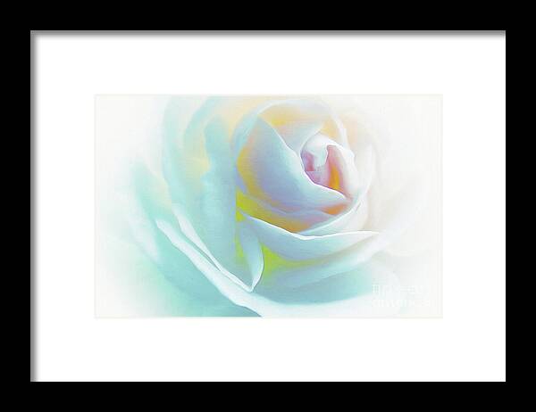 Flowers-abstract Art Framed Print featuring the photograph The Rose by Scott Cameron by Scott Cameron
