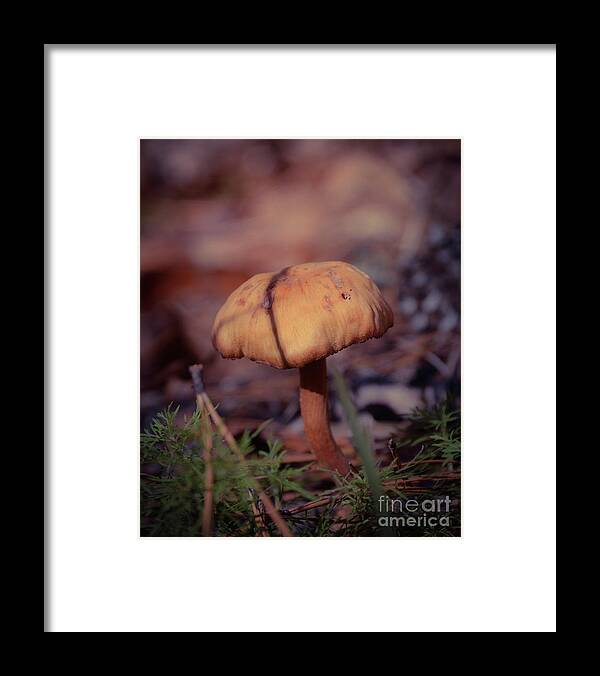 Mushroom Framed Print featuring the photograph The Sacred Mushroom by Adrian De Leon Art and Photography