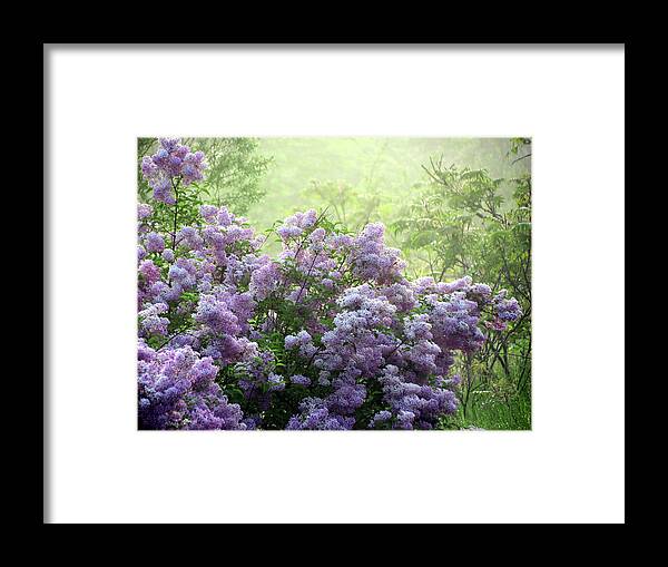 Fog Framed Print featuring the photograph The Scent of Lilacs by David T Wilkinson