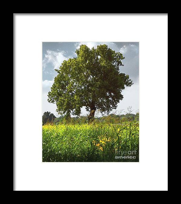 Landscape Framed Print featuring the photograph The Shade Tree by Lena Wilhite