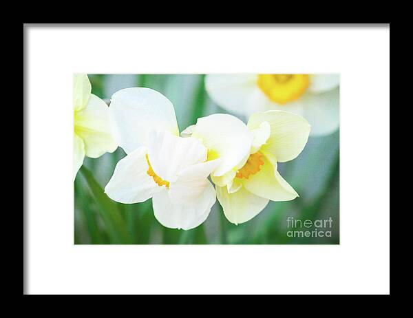 Daffodils Framed Print featuring the photograph The Shy Couple by Anita Pollak
