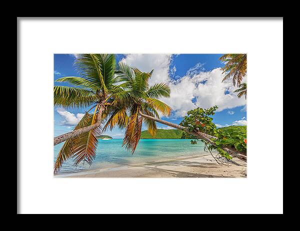 Palm Trees Framed Print featuring the photograph The sisters by Gary Felton