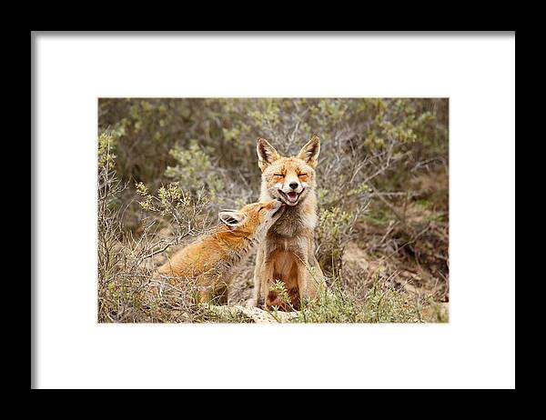 Fox Framed Print featuring the photograph The Smiling Vixen and the Happy Kit by Roeselien Raimond