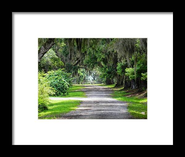 Libe Oaks Framed Print featuring the photograph The South I Love by Patricia Greer