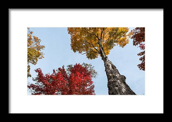 Fall Framed Print featuring the photograph The Space Between by Glenn DiPaola
