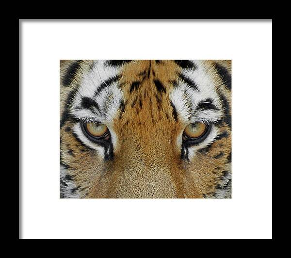 Tiger Framed Print featuring the photograph The Stare by Ernest Echols