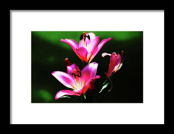 Fine Art Framed Print featuring the photograph The Stargazer by M Three Photos