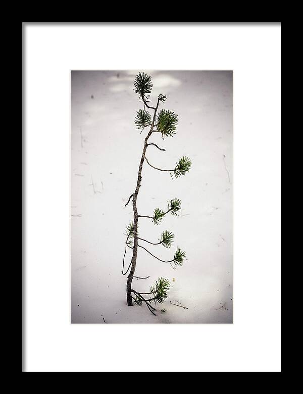 Forest Framed Print featuring the photograph The Start Of A Forest Giant by James BO Insogna