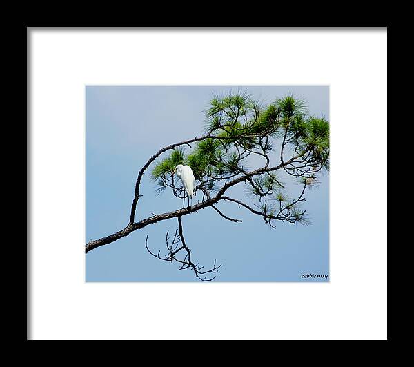 Bird Framed Print featuring the photograph The Stoic Egret - debbie may by Debbie May