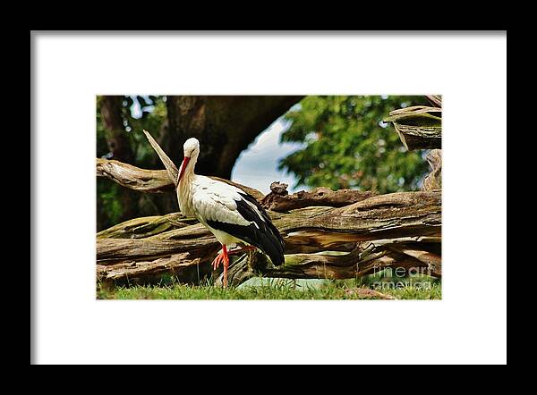 White Stork Framed Print featuring the photograph The Stork by Craig Wood