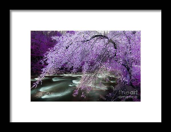 Spring Tree Framed Print featuring the photograph The Stream's Healing Rhythm by Michael Eingle