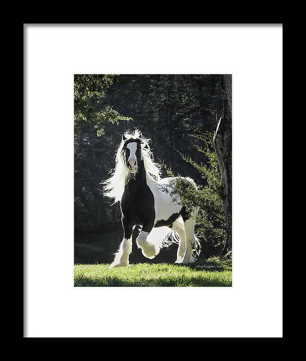 Horse Framed Print featuring the photograph The Stunning Horse by Terry Kirkland Cook