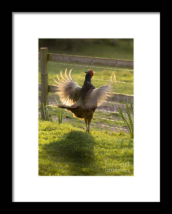 Pheasant Framed Print featuring the photograph The Sun In My Wings by Ang El