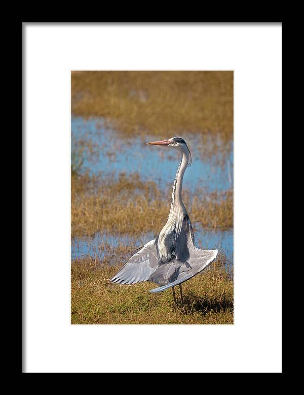 Africa Framed Print featuring the photograph The Sunbather by James Capo